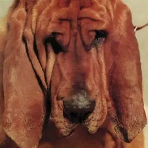 Segall, Ty - Goodbye Bread